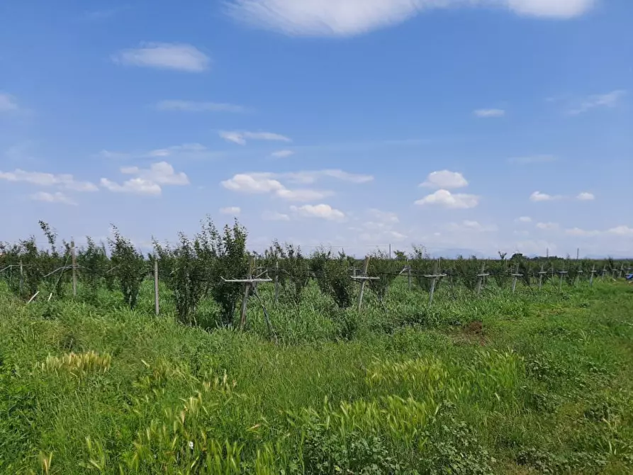 Immagine 9 di Terreno in vendita  a Valeggio Sul Mincio