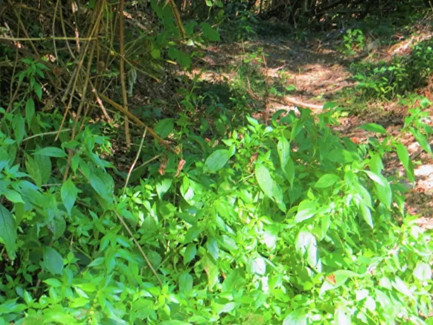 Immagine 5 di Terreno in vendita  in Frazione Buttello, N. snc a Valgreghentino