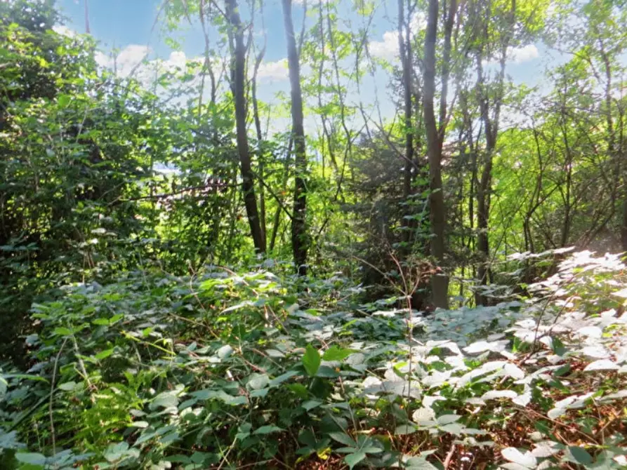 Immagine 5 di Terreno in vendita  in Frazione Buttello, N. snc a Valgreghentino
