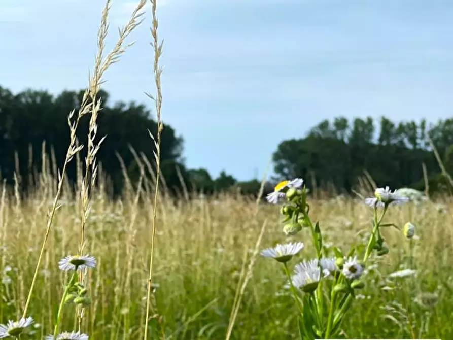 Immagine 2 di Terreno in vendita  in Via Capeleo a Stra