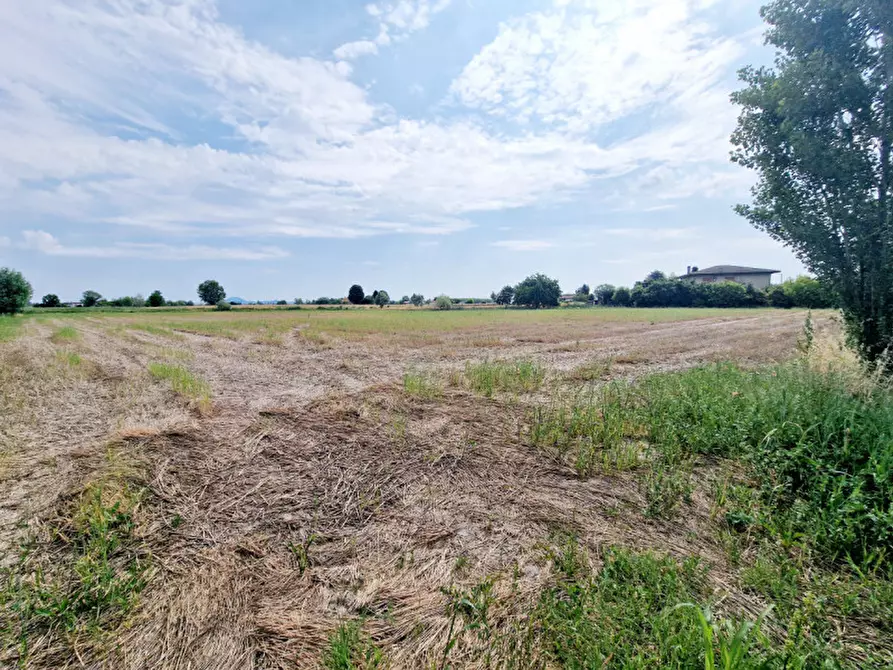 Immagine 2 di Terreno in vendita  in VIA PERAROLO a Merlara