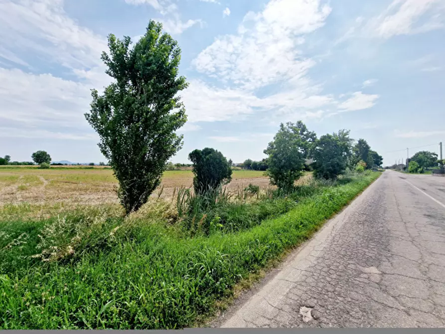 Immagine 3 di Terreno in vendita  in VIA PERAROLO a Merlara