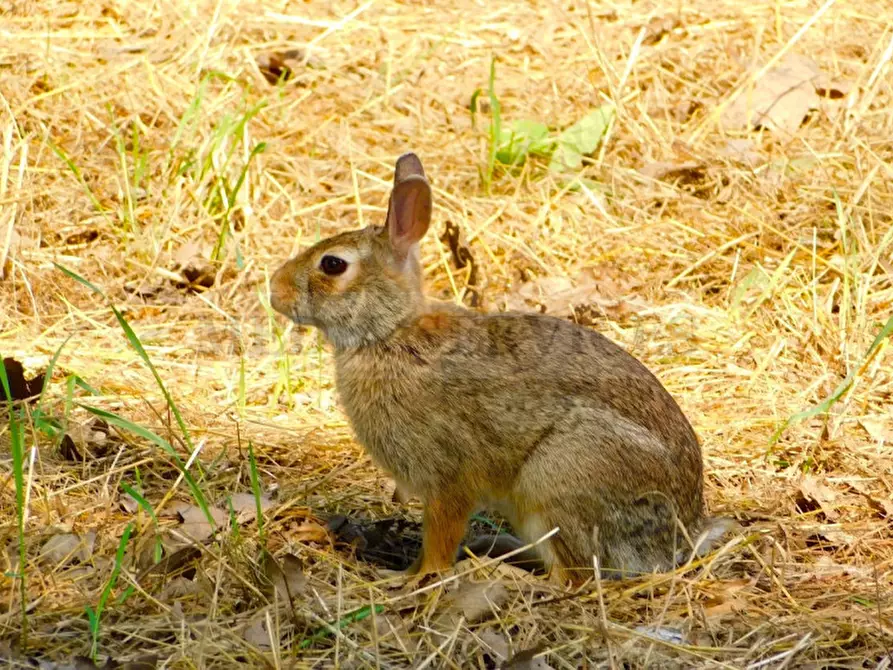 Immagine 56 di Palazzo in vendita  in via Castello n° 35 a Cergnago