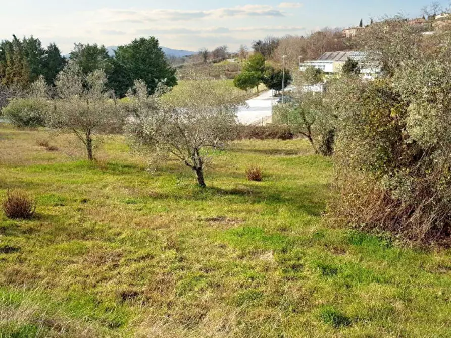 Immagine 4 di Terreno in vendita  in Via Edmondo De amicis - SP 445, N. snc a Montefalco
