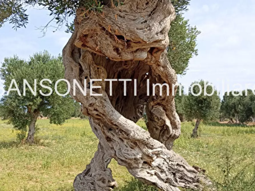 Immagine 38 di Rustico / casale in vendita  in FAGICO a Fasano