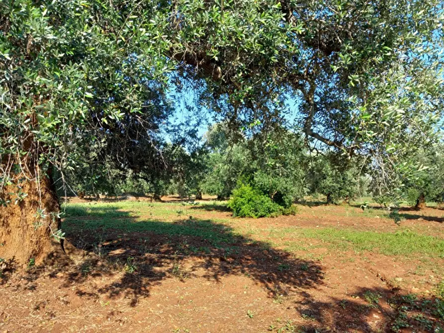 Immagine 29 di Rustico / casale in vendita  in C.da Votano Russo a Ceglie Messapico