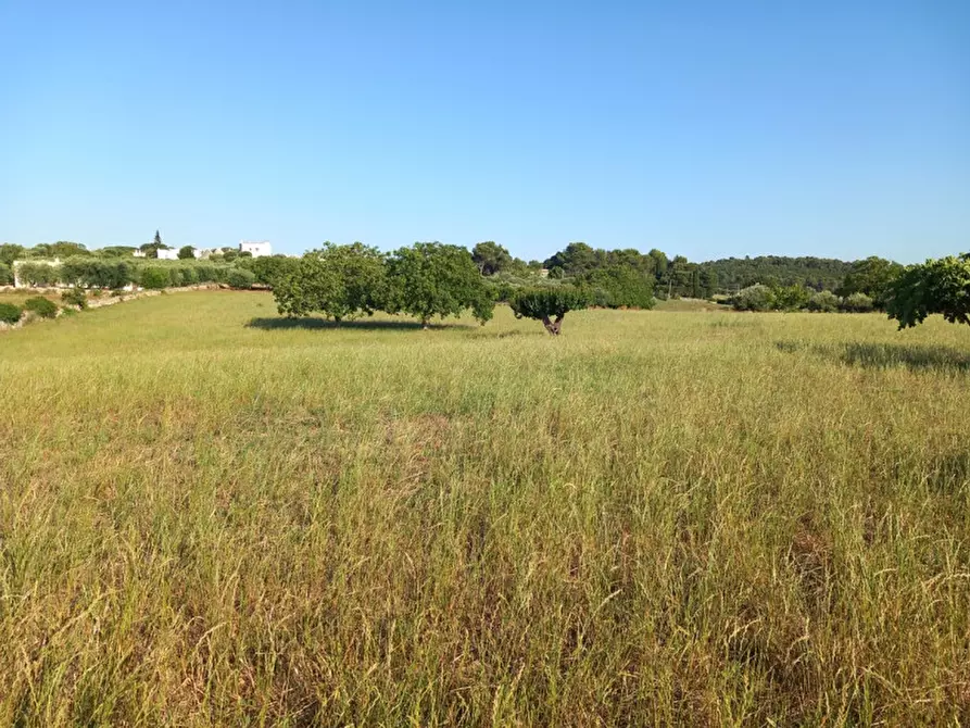 Immagine 61 di Rustico / casale in vendita  in C.da Foggia di Sauro a Ostuni