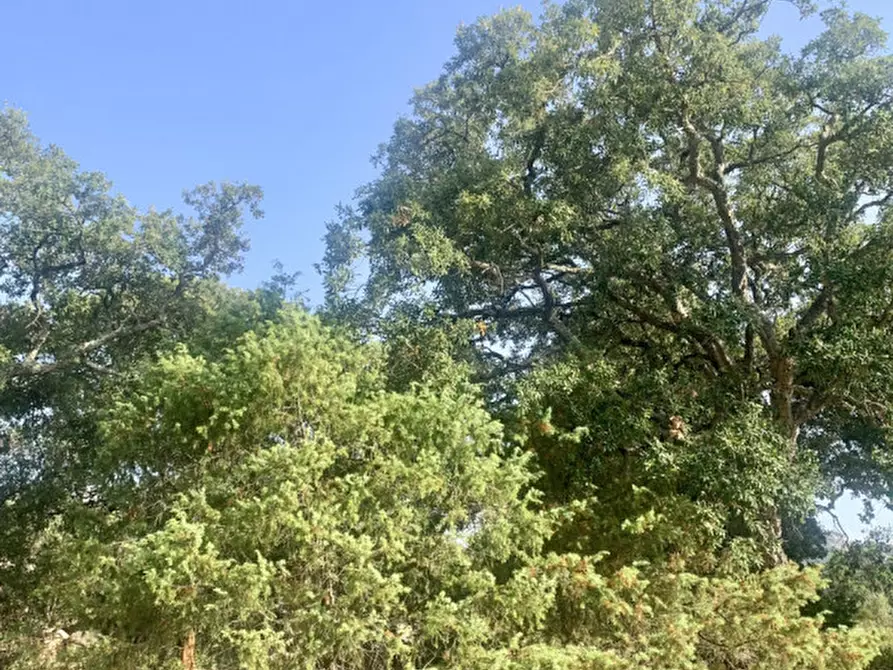 Immagine 9 di Terreno in vendita  a Olbia