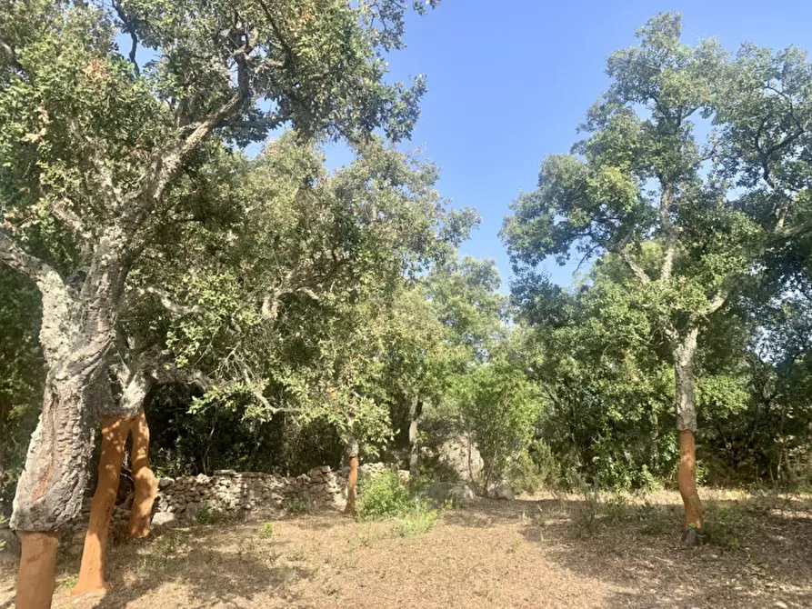 Immagine 10 di Terreno in vendita  a Olbia