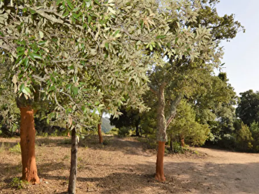 Immagine 19 di Terreno in vendita  a Olbia
