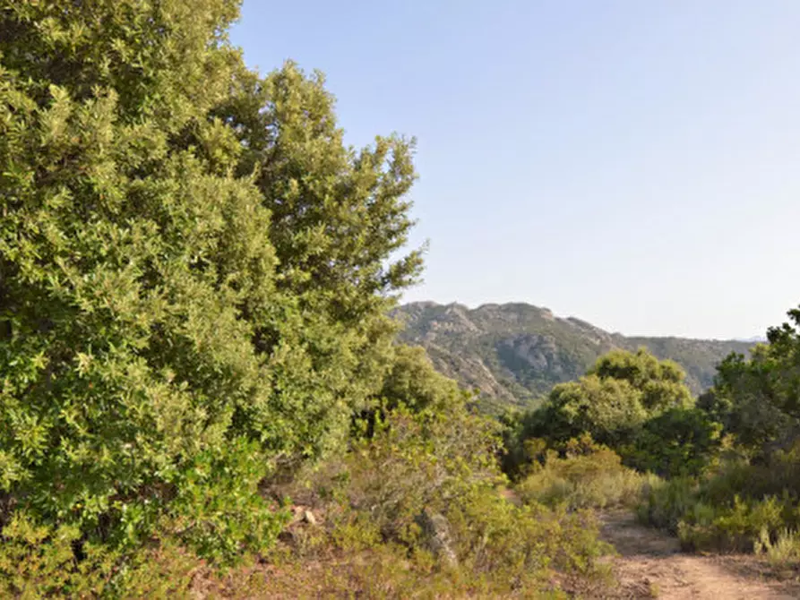 Immagine 20 di Terreno in vendita  a Olbia
