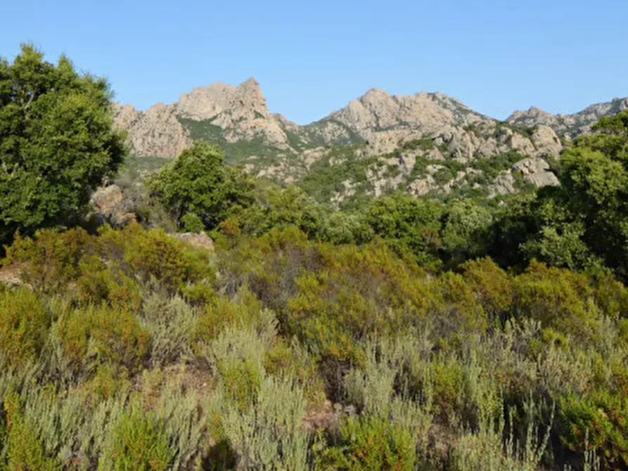 Immagine 25 di Terreno in vendita  a Olbia