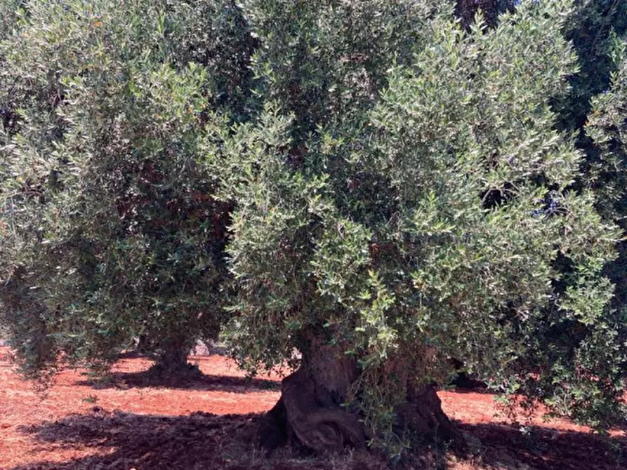 Immagine 9 di Rustico / casale in vendita  in contrada RAPIDAROCCIA a Ostuni