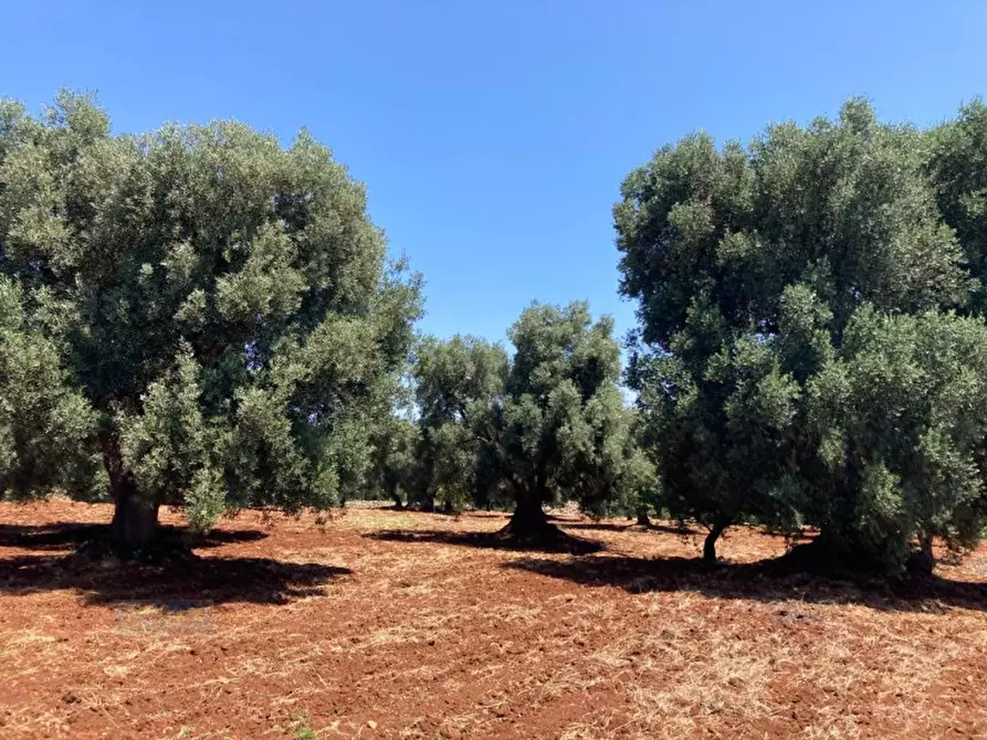 Immagine 18 di Rustico / casale in vendita  in contrada RAPIDAROCCIA a Ostuni