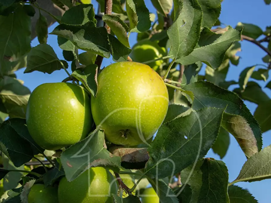 Immagine 2 di Terreno in vendita  in Moosweg-Unterkreutkirchl a Terlano .Terlan.