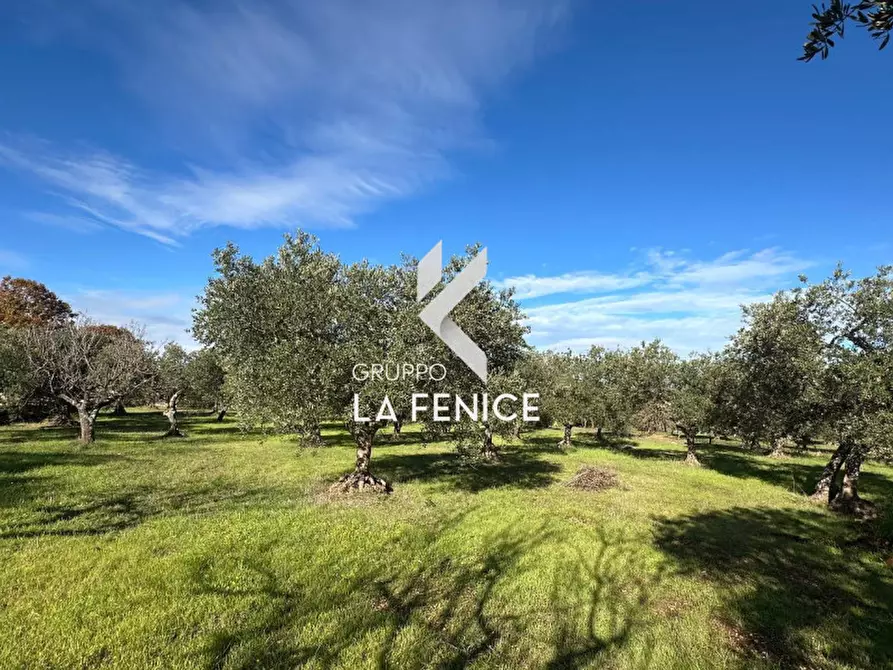 Immagine 16 di Rustico / casale in vendita  in contrada Falsegna a Martina Franca