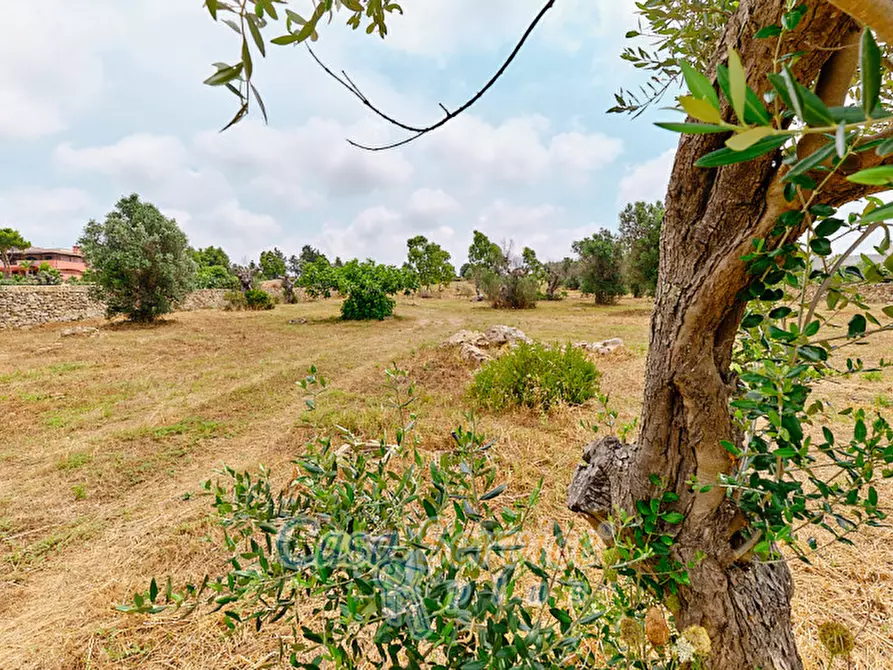 Immagine 3 di Terreno in vendita  in sp-202 a Racale