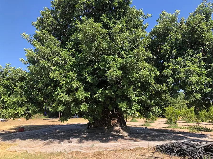 Immagine 11 di Casa indipendente in vendita  in Cozzo Carrubbelli a Noto