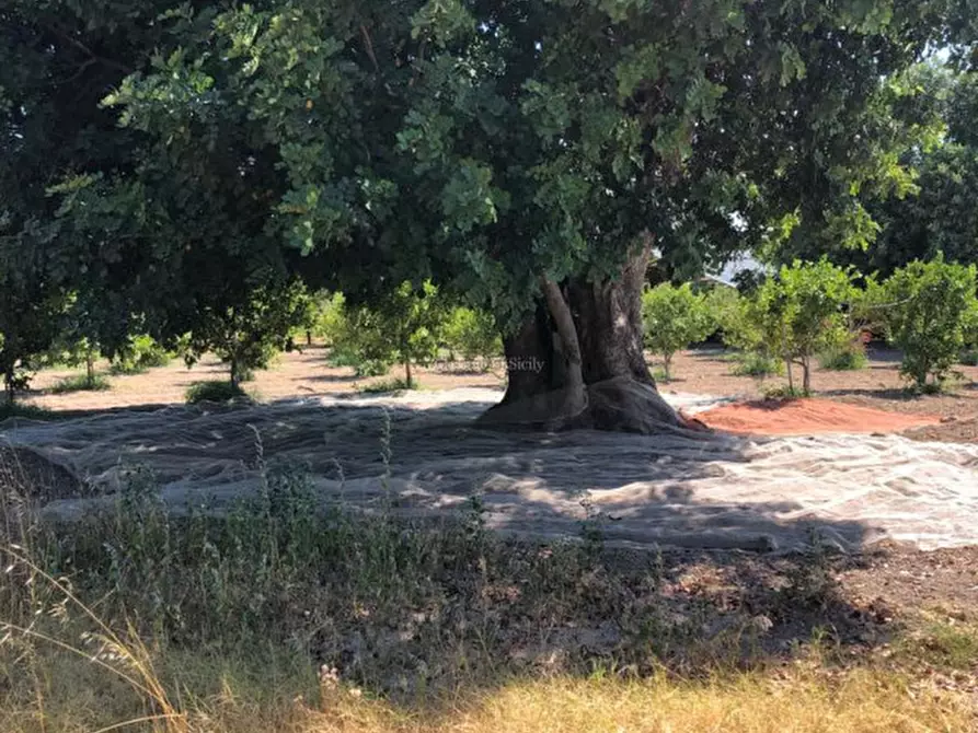 Immagine 18 di Casa indipendente in vendita  in Cozzo Carrubbelli a Noto