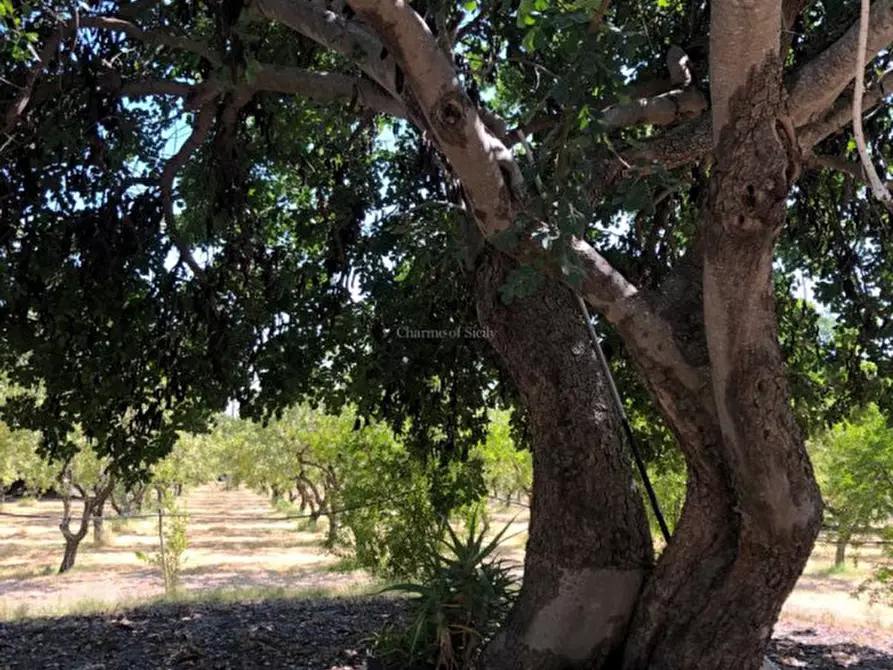 Immagine 19 di Casa indipendente in vendita  in Cozzo Carrubbelli a Noto