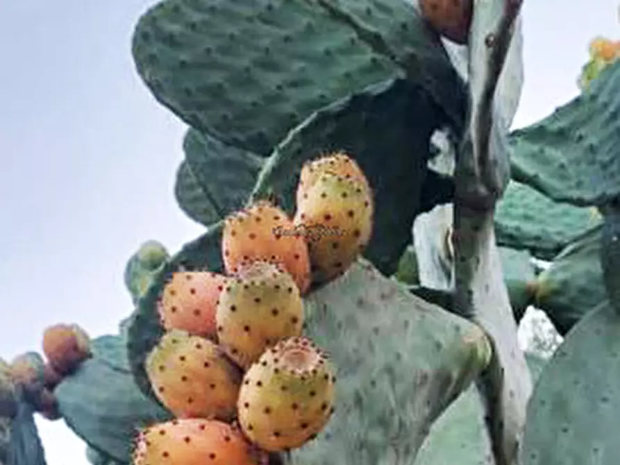 Immagine 23 di Casa indipendente in vendita  in Cozzo Carrubbelli a Noto