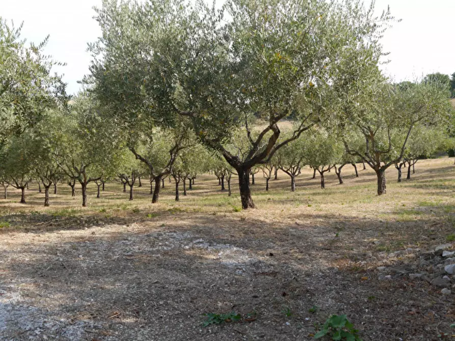 Immagine 32 di Casa indipendente in vendita  in STRADADA PROVINCIALE corinaldo a Corinaldo