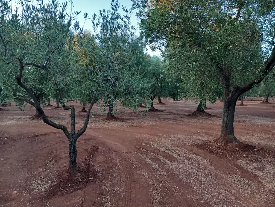 Immagine 21 di Rustico / casale in vendita  in C.da Palagogna a Ceglie Messapico