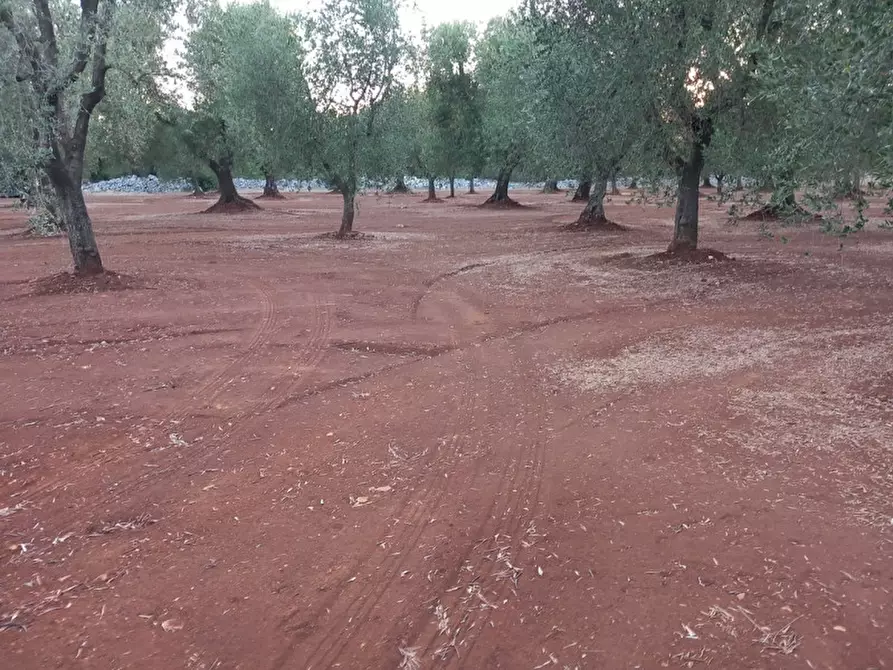 Immagine 23 di Rustico / casale in vendita  in C.da Palagogna a Ceglie Messapico
