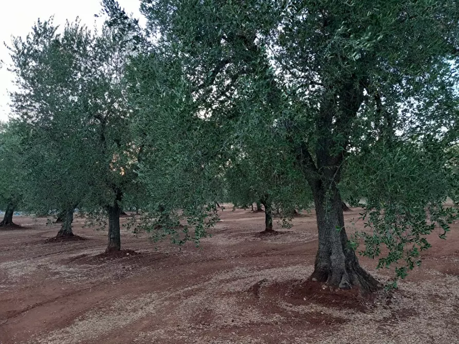 Immagine 24 di Rustico / casale in vendita  in C.da Palagogna a Ceglie Messapico