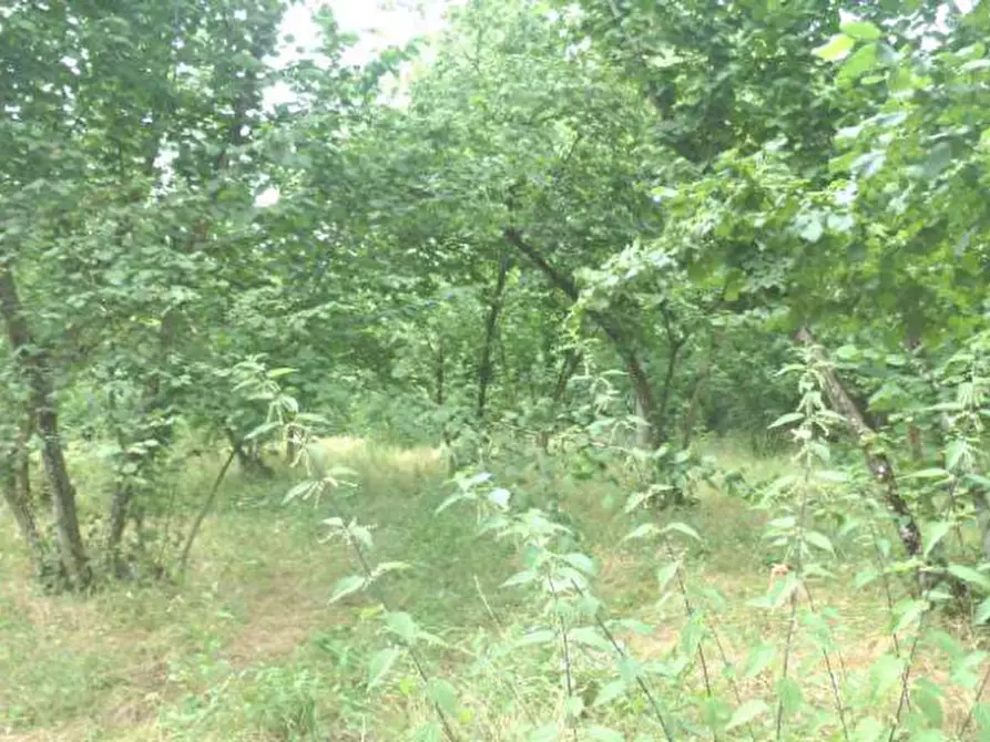 Immagine 3 di Terreno in vendita  in località Selve Vecchie a Aiello Del Sabato