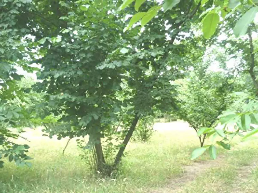 Immagine 4 di Terreno in vendita  in località Selve Vecchie a Aiello Del Sabato
