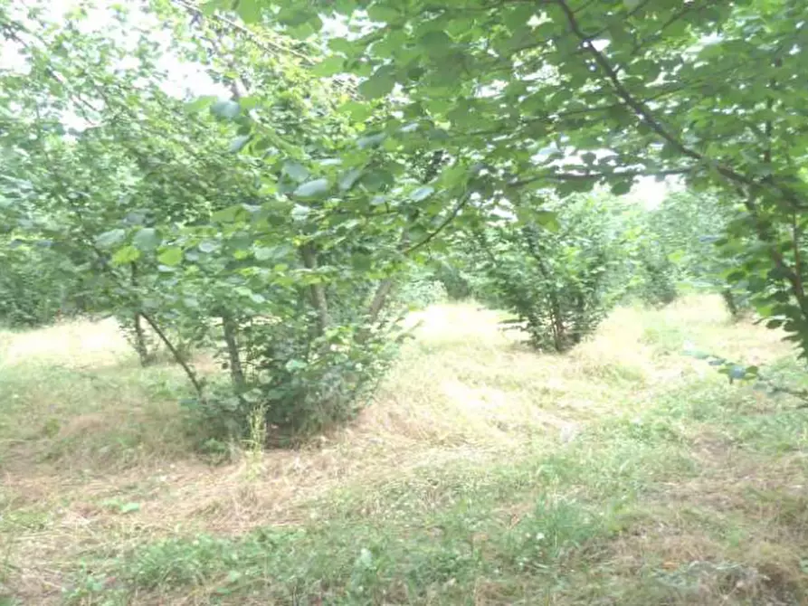 Immagine 5 di Terreno in vendita  in località Selve Vecchie a Aiello Del Sabato