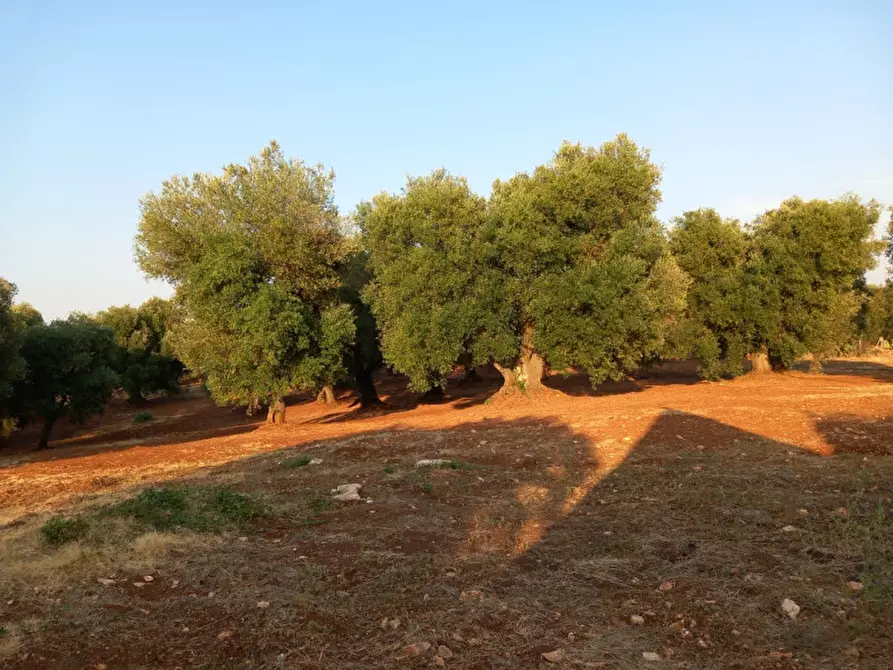 Immagine 9 di Rustico / casale in vendita  in C.da Pisciacalze a Ceglie Messapico