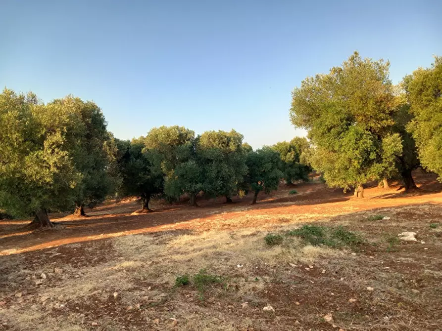 Immagine 10 di Rustico / casale in vendita  in C.da Pisciacalze a Ceglie Messapico