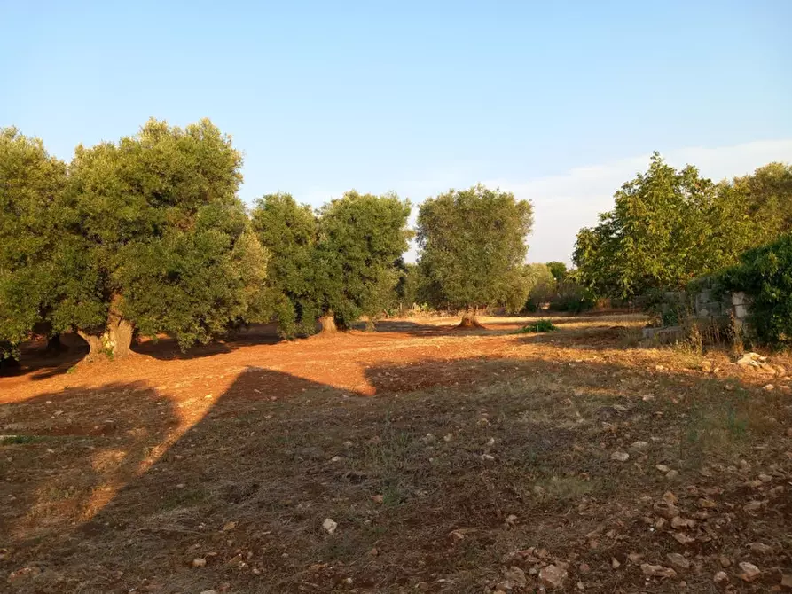 Immagine 11 di Rustico / casale in vendita  in C.da Pisciacalze a Ceglie Messapico
