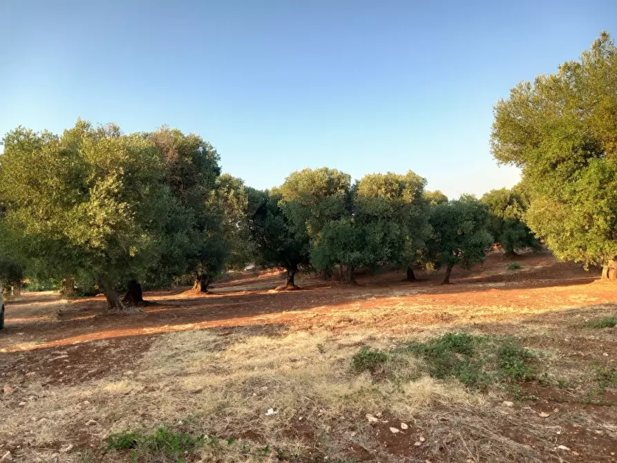Immagine 13 di Rustico / casale in vendita  in C.da Pisciacalze a Ceglie Messapico