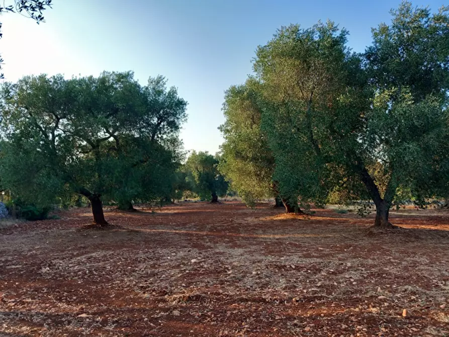 Immagine 14 di Rustico / casale in vendita  in C.da Pisciacalze a Ceglie Messapico