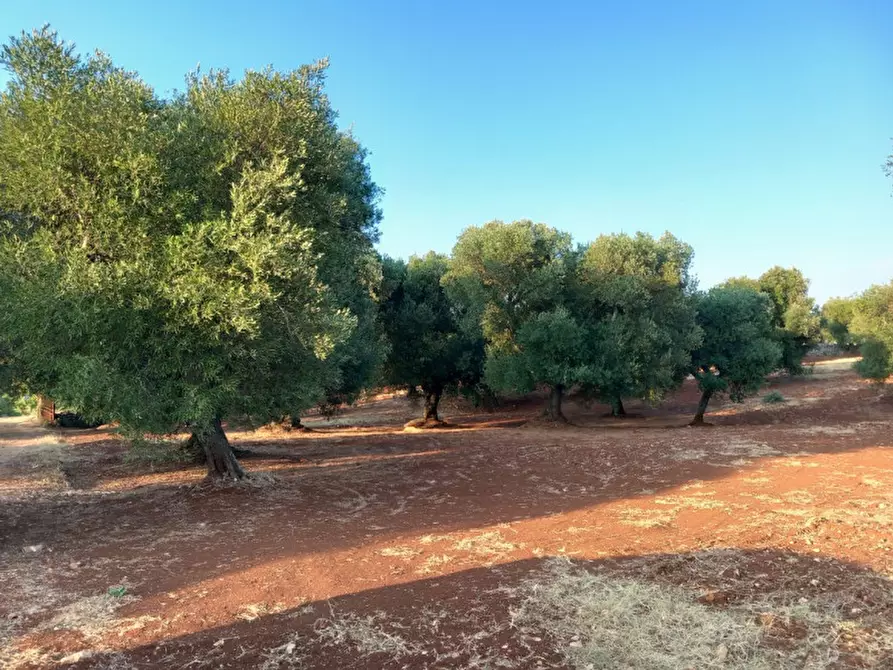 Immagine 15 di Rustico / casale in vendita  in C.da Pisciacalze a Ceglie Messapico