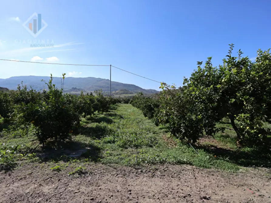 Immagine 5 di Terreno in vendita  in c.da Burgo San Giovanni snc a Mineo
