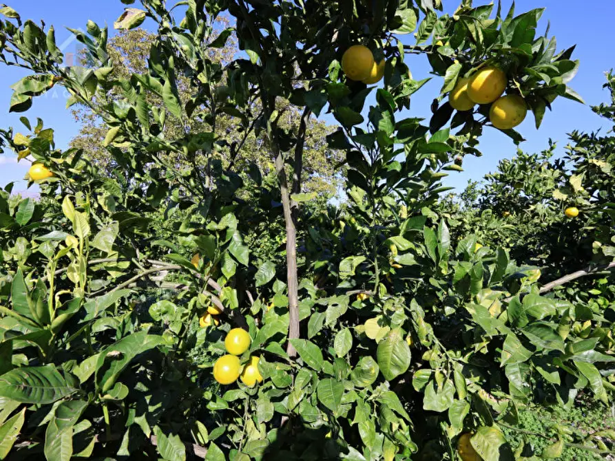 Immagine 8 di Terreno in vendita  in c.da Burgo San Giovanni snc a Mineo