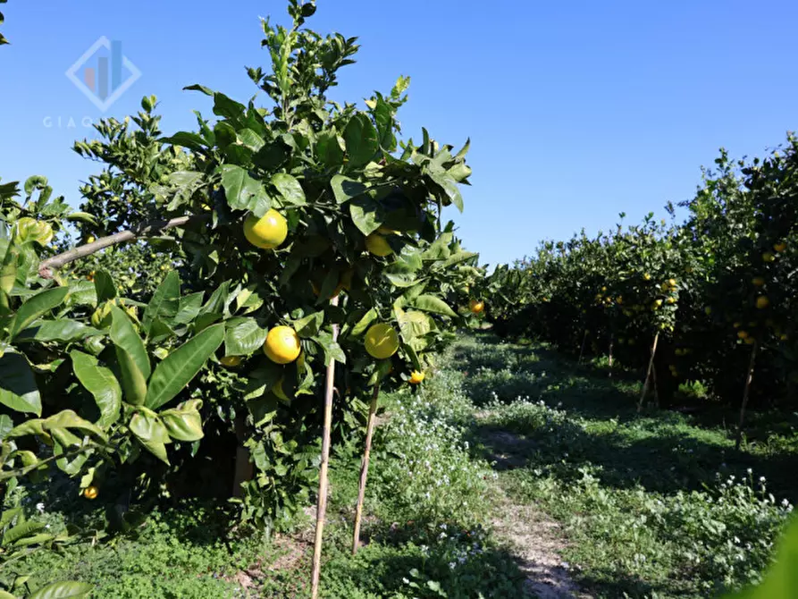 Immagine 9 di Terreno in vendita  in c.da Burgo San Giovanni snc a Mineo