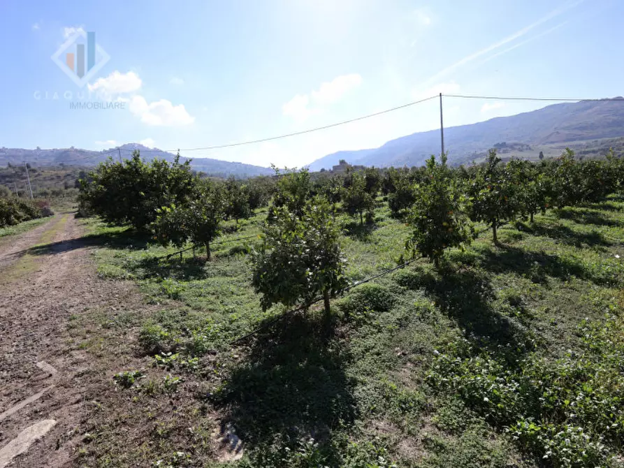 Immagine 20 di Terreno in vendita  in c.da Burgo San Giovanni snc a Mineo
