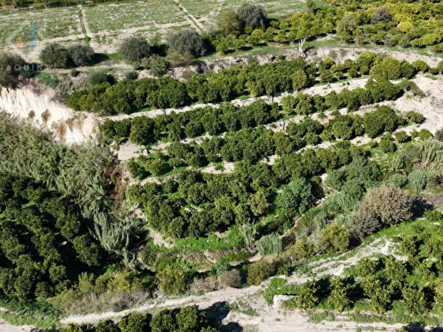 Immagine 22 di Terreno in vendita  in c.da Burgo San Giovanni snc a Mineo