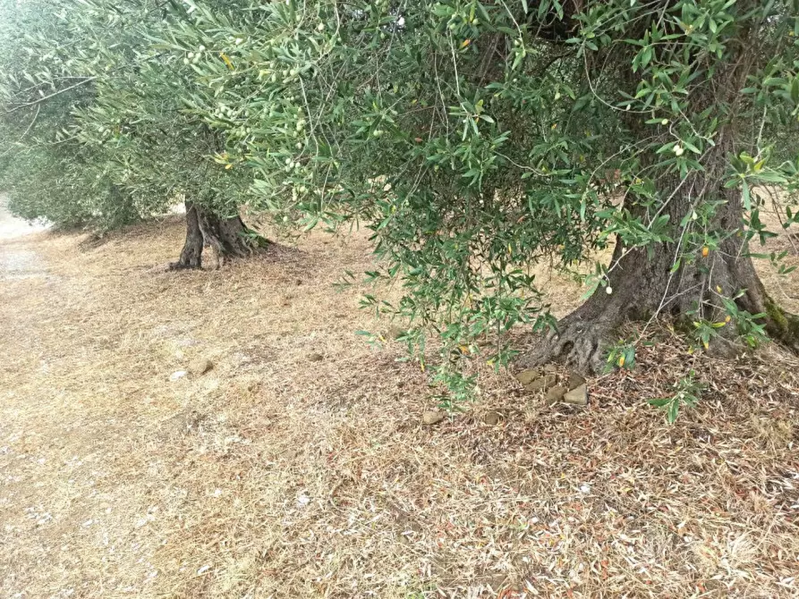 Immagine 3 di Terreno in vendita  in località Casalini a Panicale