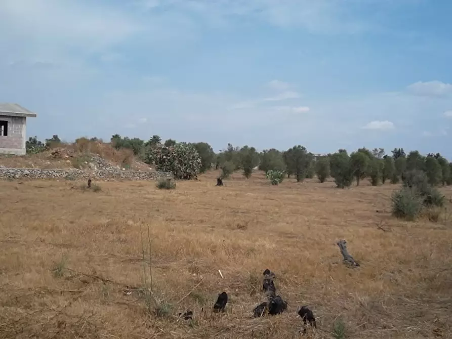 Immagine 2 di Rustico / casale in vendita  in Strada vicinale Matino Poggiardo a Matino