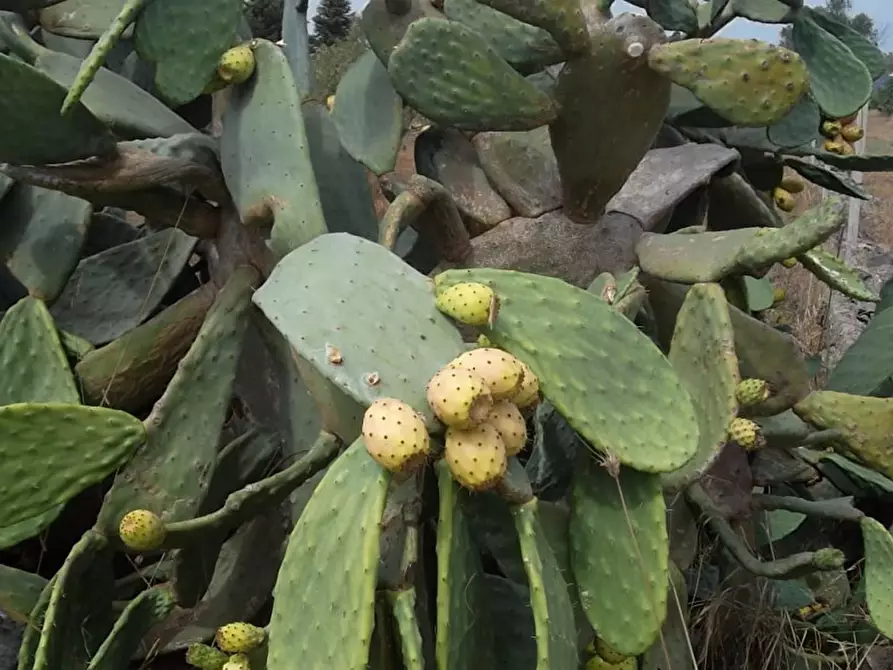 Immagine 3 di Rustico / casale in vendita  in Strada vicinale Matino Poggiardo a Matino