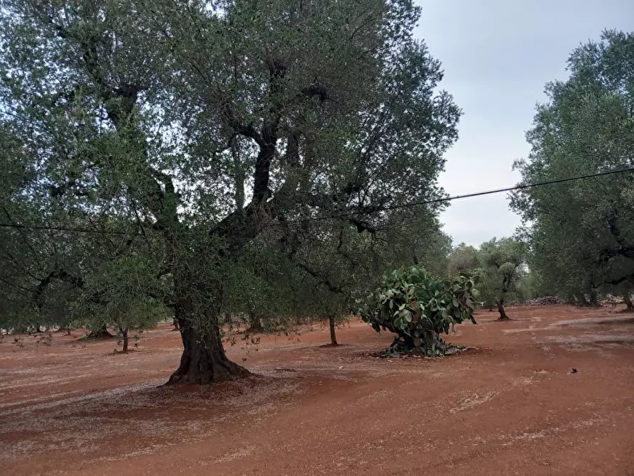 Immagine 20 di Rustico / casale in vendita  in C.da Casieddi a Ostuni