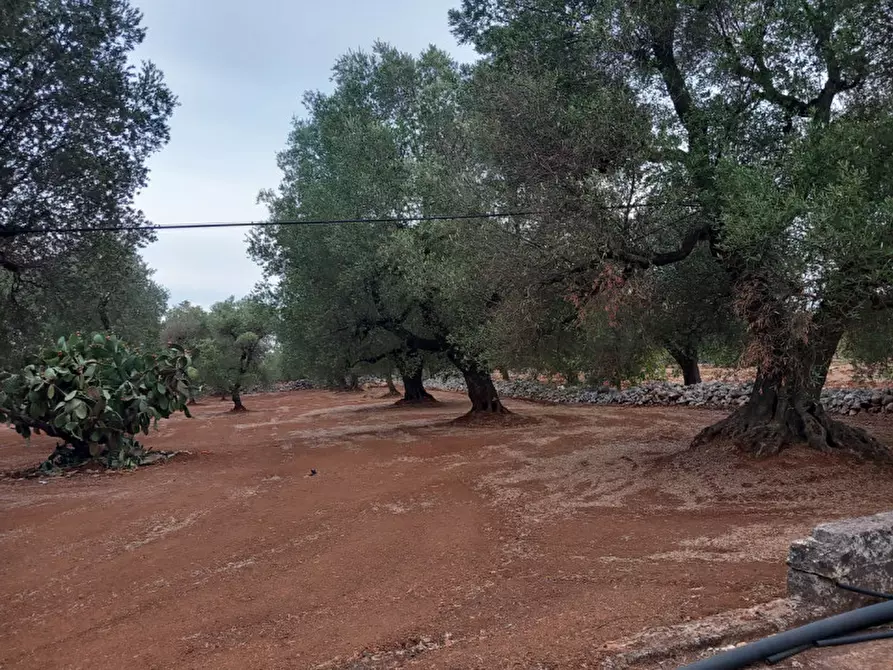 Immagine 21 di Rustico / casale in vendita  in C.da Casieddi a Ostuni