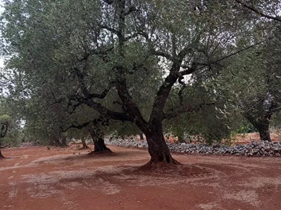 Immagine 23 di Rustico / casale in vendita  in C.da Casieddi a Ostuni
