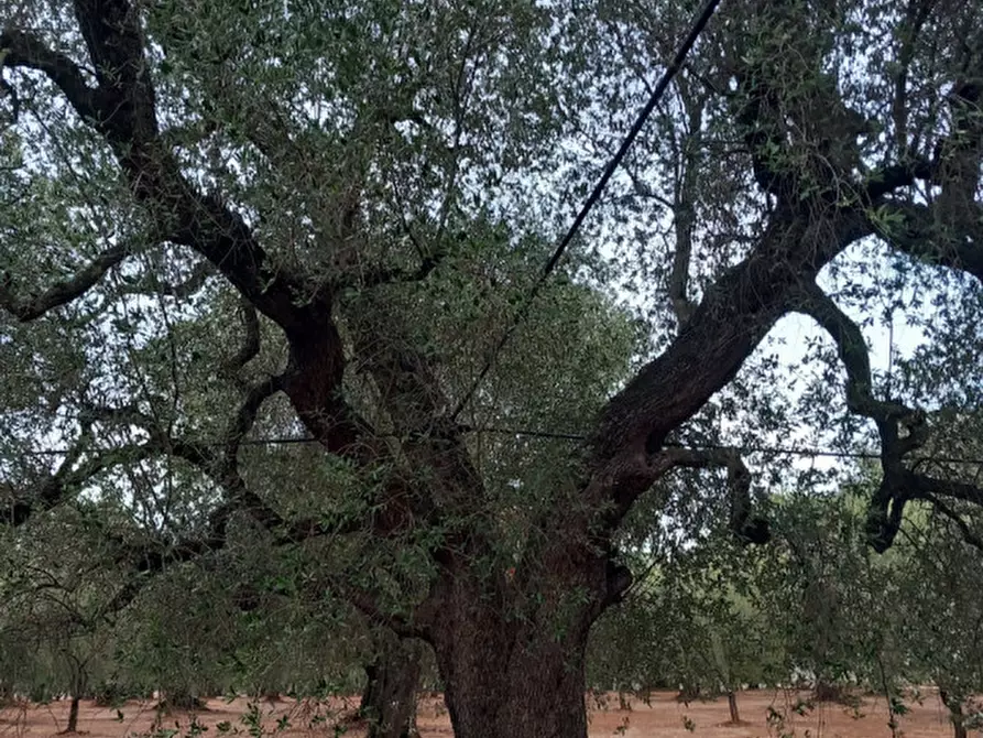 Immagine 24 di Rustico / casale in vendita  in C.da Casieddi a Ostuni